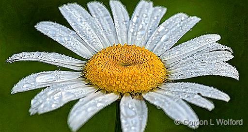 Wet Daisy_P1140648-50.jpg - Photographed at Smiths Falls, Ontario, Canada.